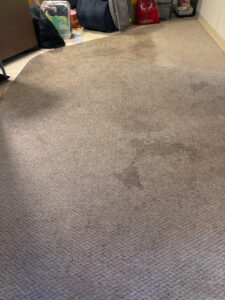 Carpet before our Low Moisture Treatment